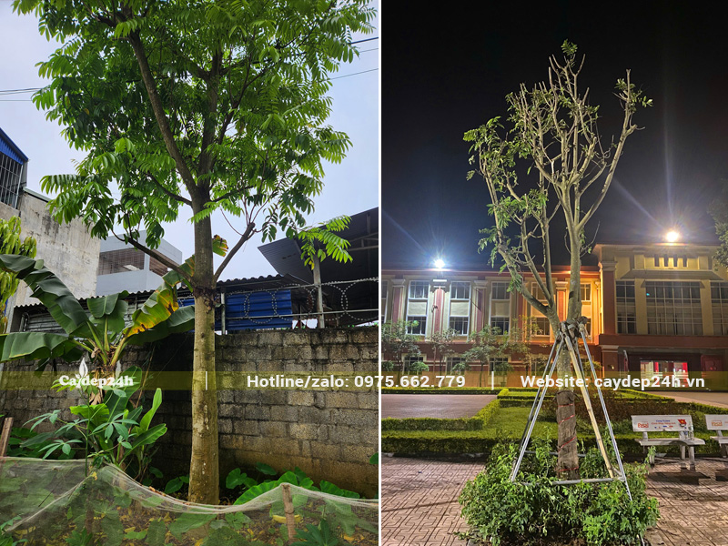 Bán và trồng cây sấu công trình cho khuôn viên trường Đại học Thủy Lợi