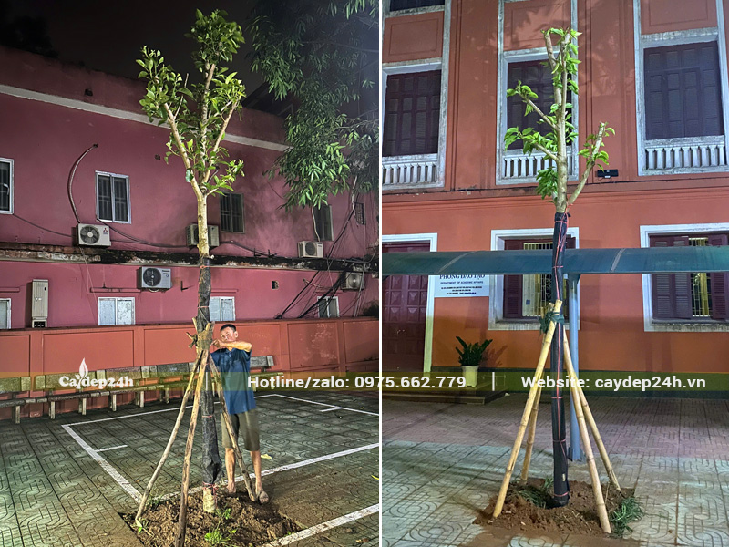 Trồng cây xanh bóng mát cho khuôn viên trường Đại học Thủy Lợi
