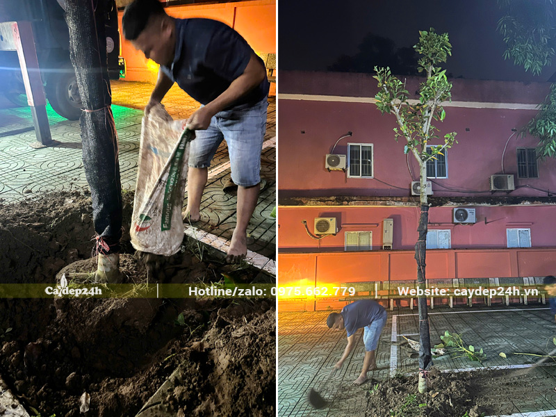 Trồng cây Ngọc Lan công trình trong sân trường Đại Học Thủy Lợi