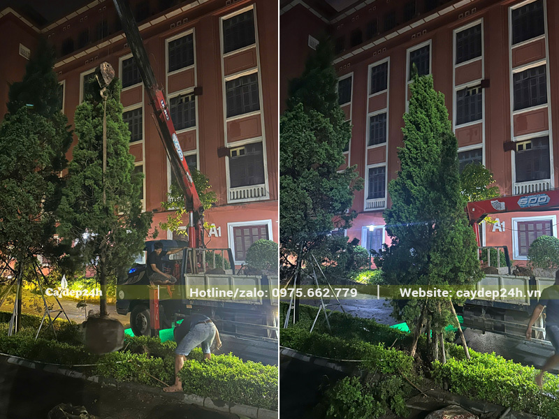 Trồng hàng cây Tùng Tháp trước tòa nhà giảng đường của trường Đại học Thủy Lợi