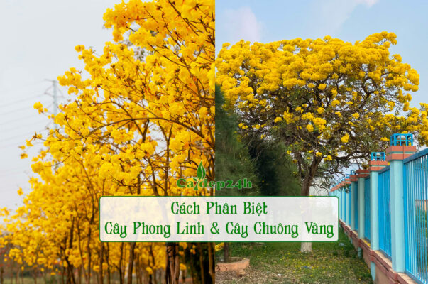 Hướng dẫn nhận biết và cách phân biệt cây phong linh và cây chuông vàng thân gỗ