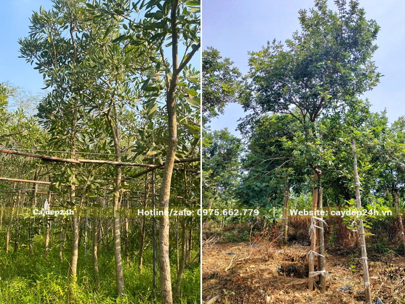 Vườn cây phong linh và cây chuông vàng thân gỗ tại nhà vườn Cây Đẹp 24h