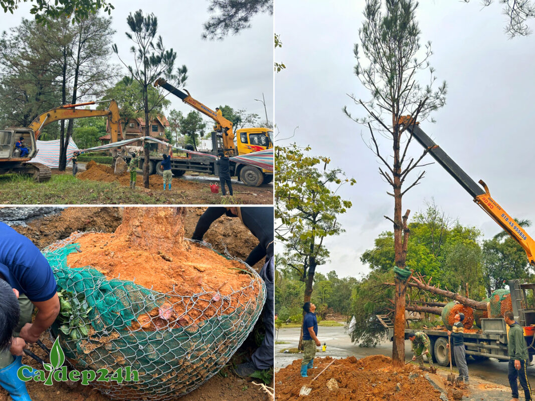 Quy trình đóng đóng bầu, cẩu hạ cây công trình