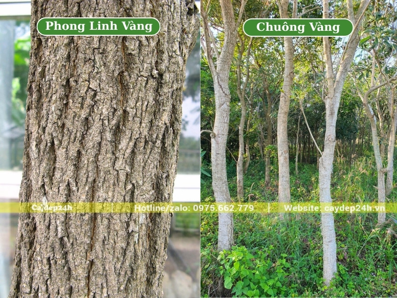 Thân cây phong linh và cây chuông vàng thân gỗ