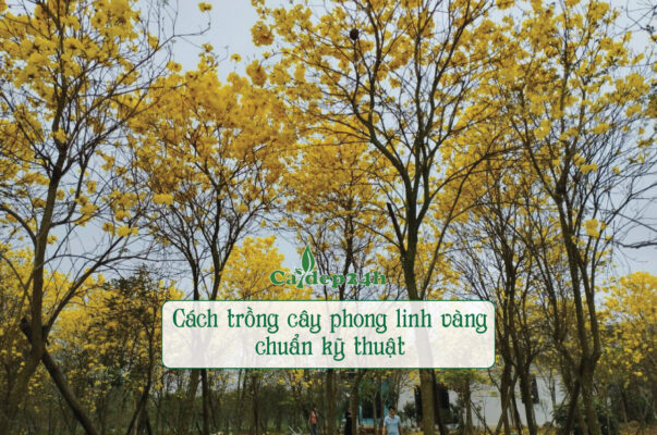 Trồng cây chuẩn kỹ thuật đảm bảo cây khỏe, ra hoa đẹp