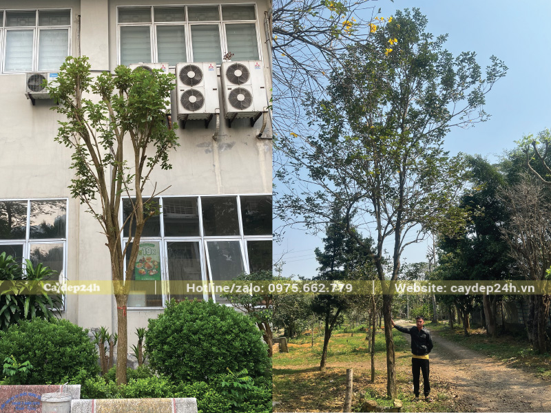 Cắt tỉa định kỳ để cành phong linh thông thoáng