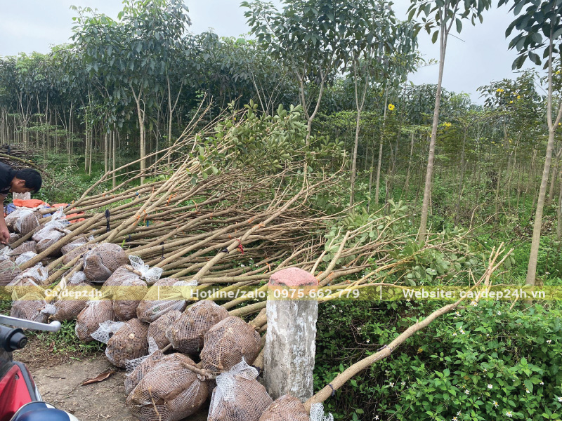 Cây phong linh công trình được dâm ủ với bầu rễ lớn