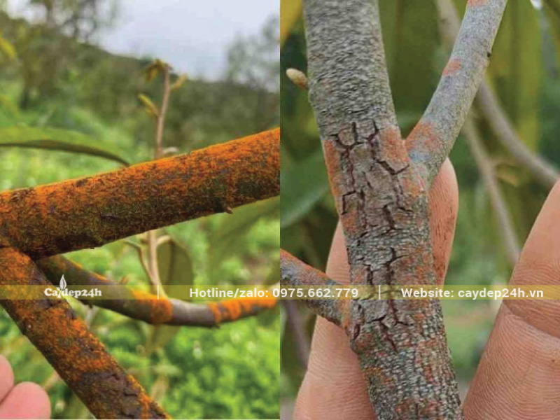 Nấm hồng bao phủ quanh cành cây