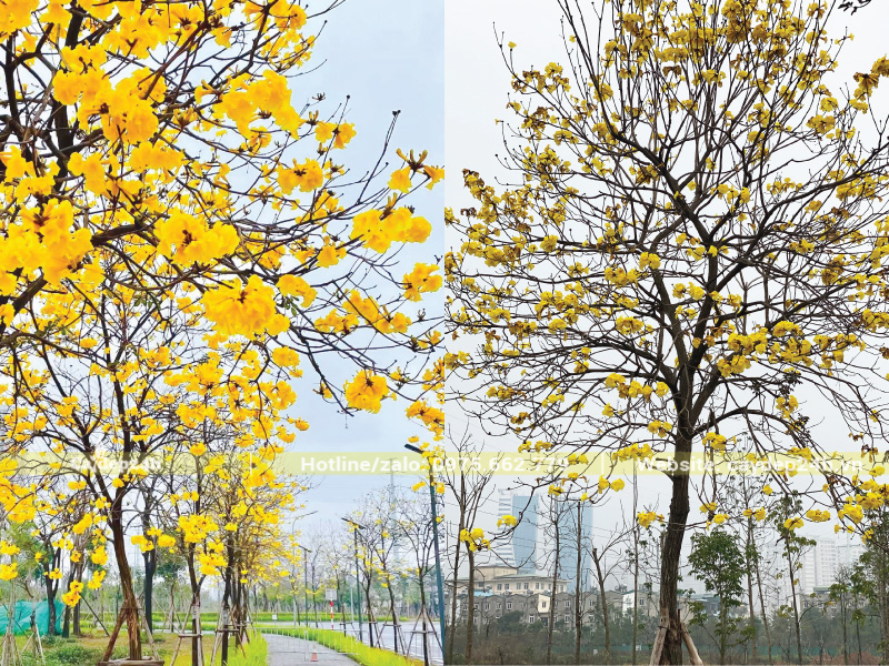 Sau khi xiết nước, phong linh sẽ nở hoa đều