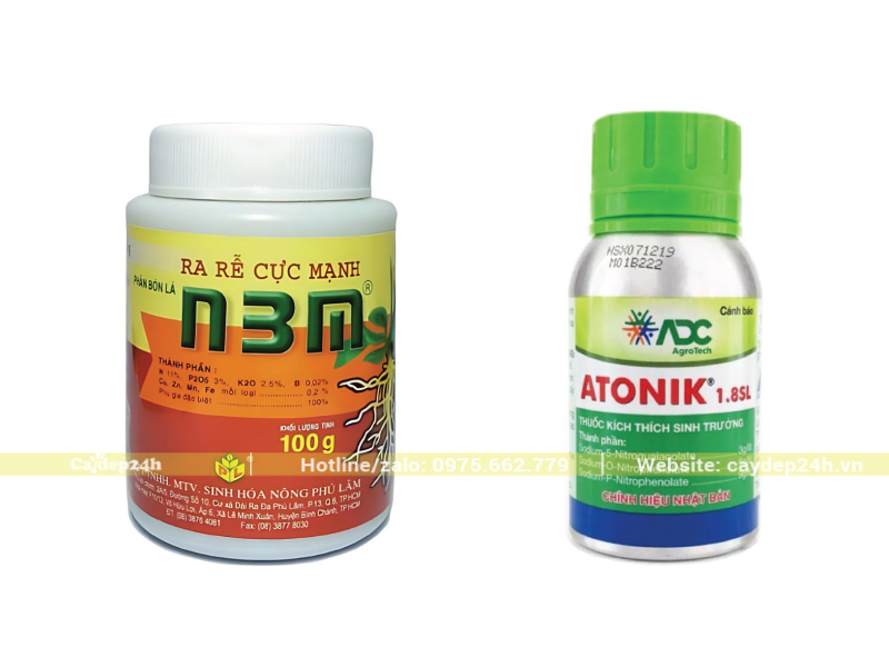 Thuốc kích rễ hóa học N3M và Atonik